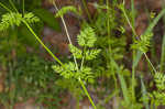 Hairyfruit chervil